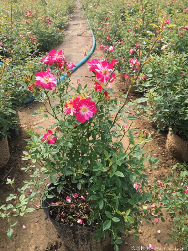 月季花(huā)圖片基地實拍