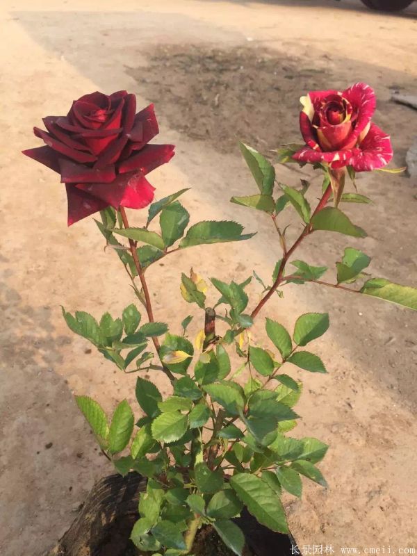 月季花(huā)圖片基地實拍