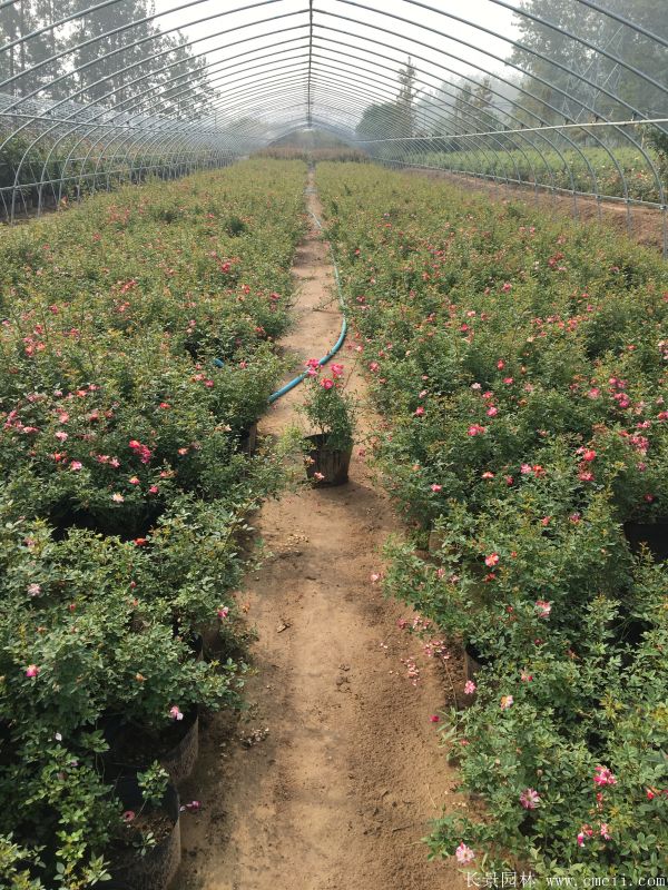 月季花(huā)圖片基地實拍