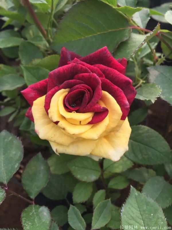 月季花(huā)圖片基地實拍