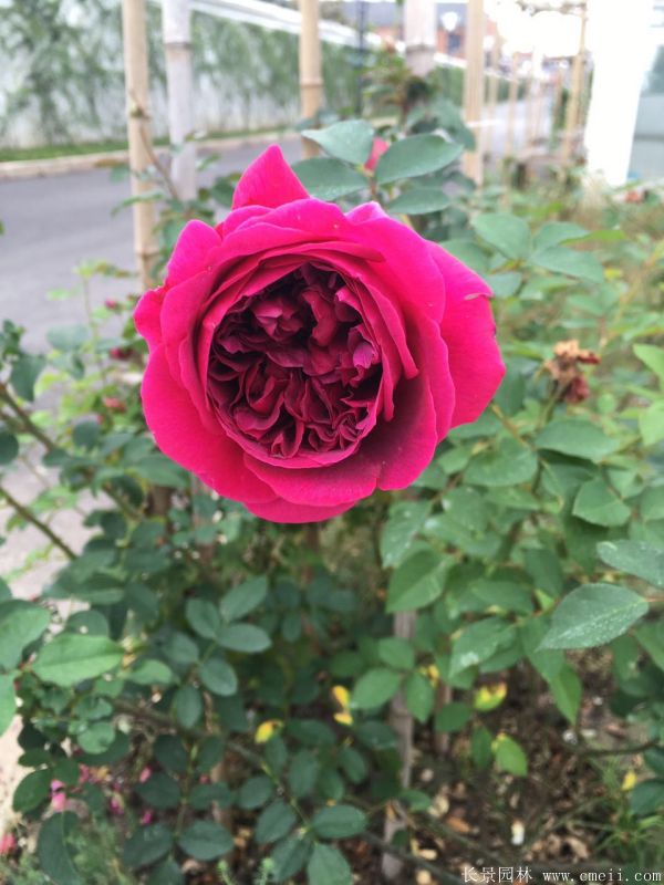 月季花(huā)圖片基地實拍