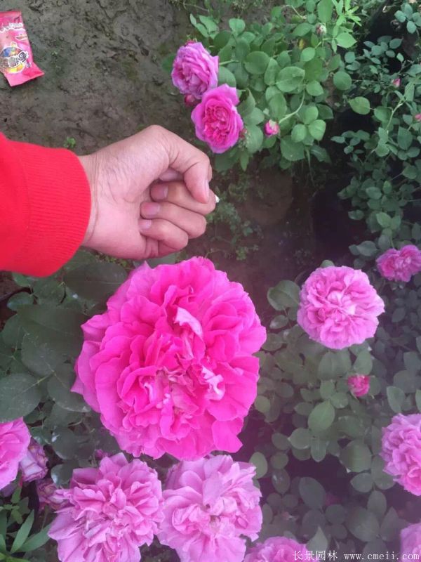 月季花(huā)圖片基地實拍
