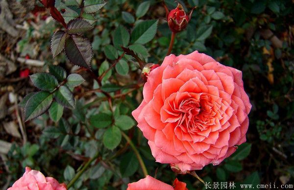 月季花(huā)圖片基地實拍