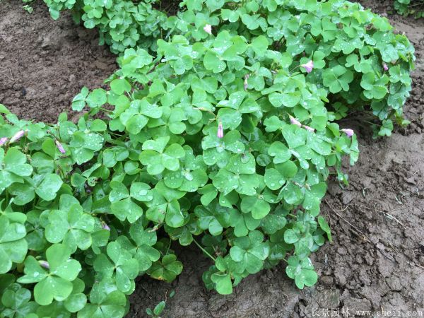 紅花(huā)草(cǎo)種子圖片