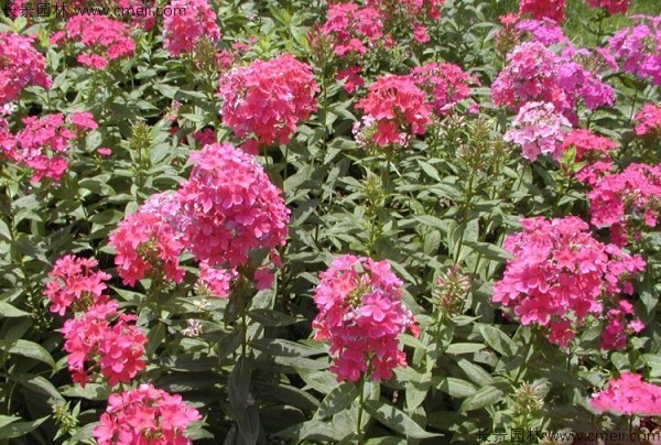 五色梅種子發芽出苗開花(huā)圖片