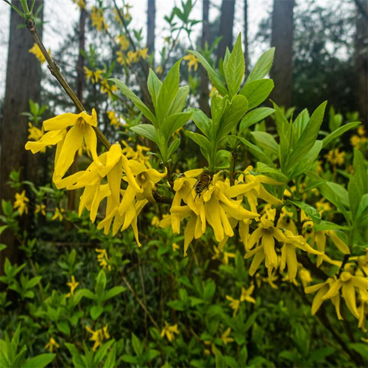 金鍾花(huā)春天開花(huā)的樣子