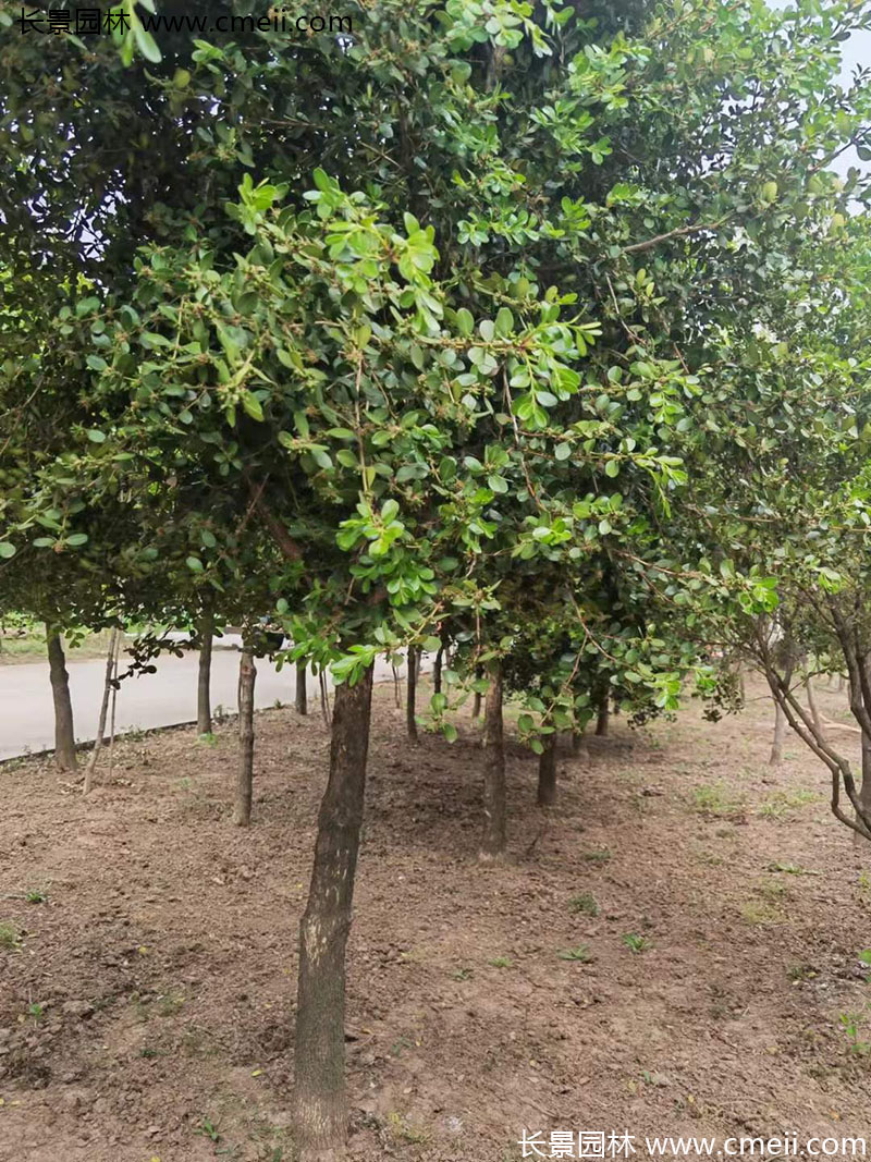 小(xiǎo)葉黃楊樹