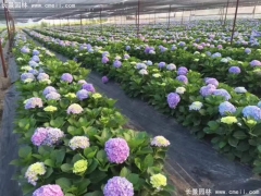 繡球花(huā)