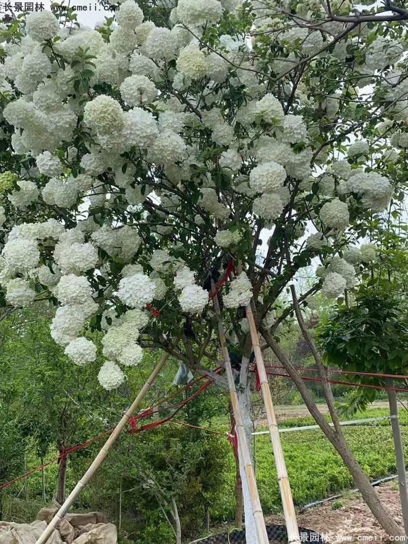 中(zhōng)華木(mù)繡球基地實拍圖片