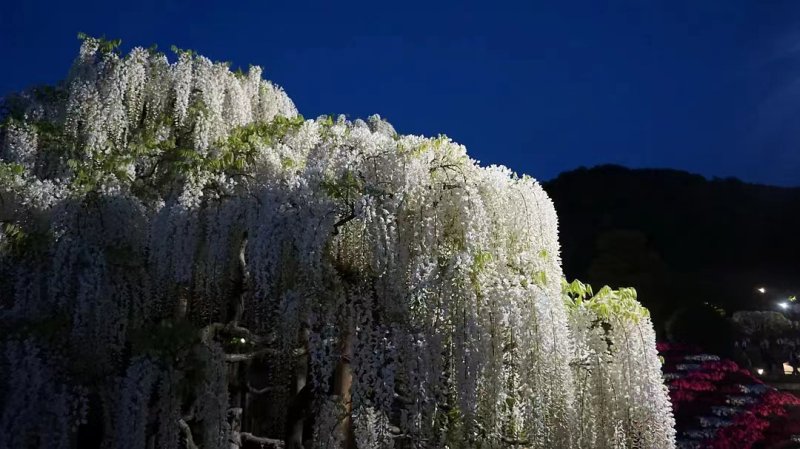 安(ān)了寺紫藤日系日本白色紫藤 安(ān)了寺紫藤日系日本白色紫藤