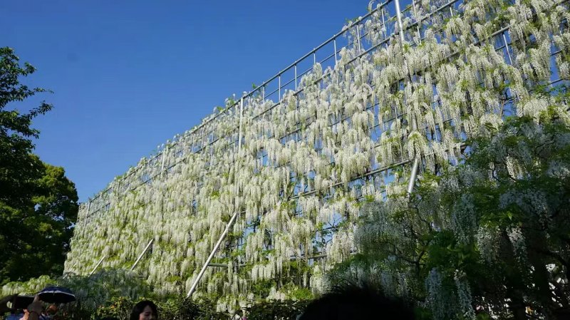 安(ān)了寺紫藤日系日本白色紫藤 安(ān)了寺紫藤日系日本白色紫藤