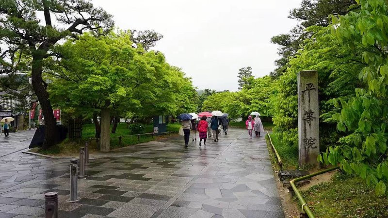 安(ān)了寺紫藤日系日本白色紫藤 安(ān)了寺紫藤日系日本白色紫藤